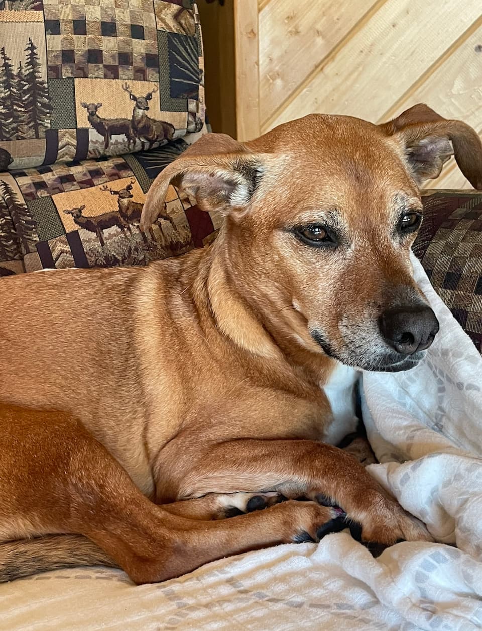 Our Team Best Friends Pet Clinic